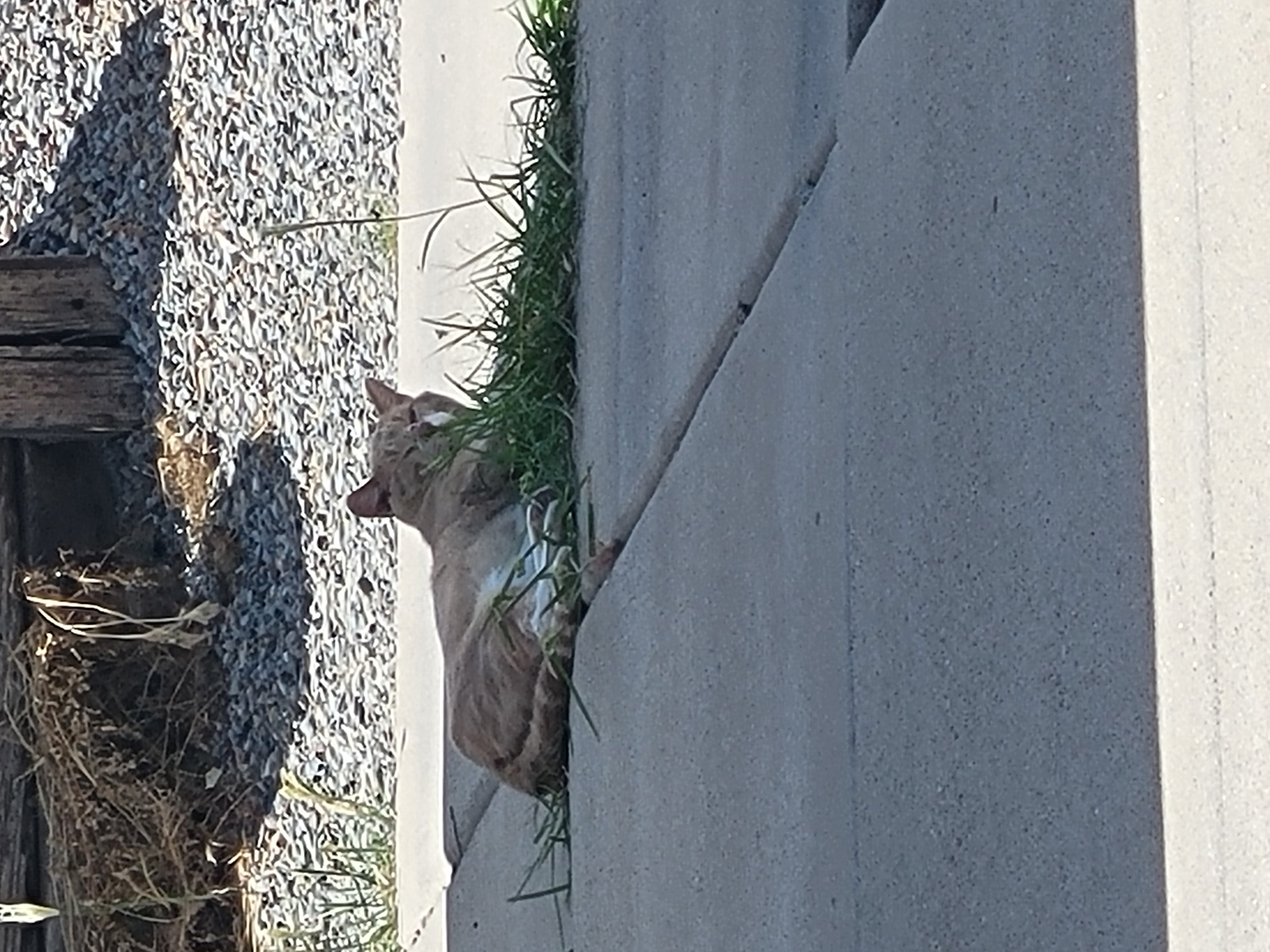 Cat lies on concrete driveway with grass growing of it.